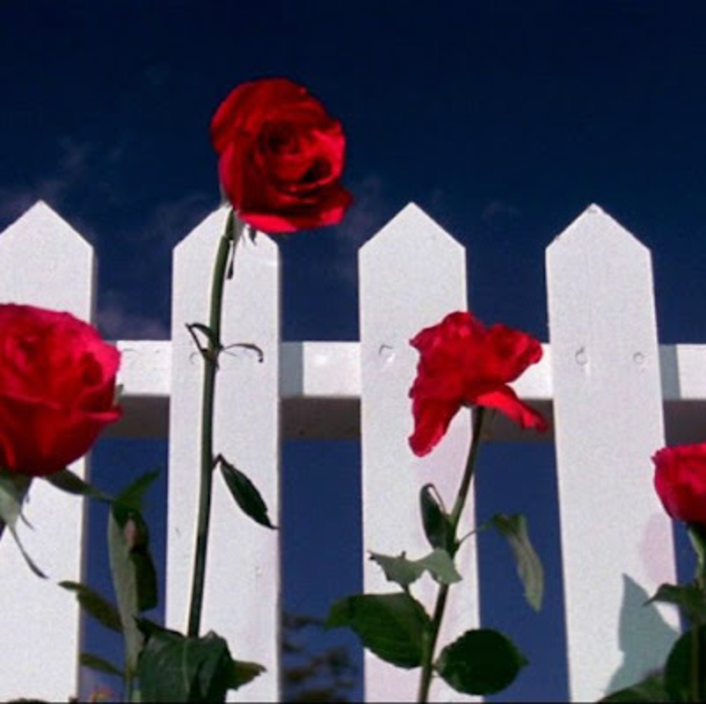 Meet your Posher, Nora